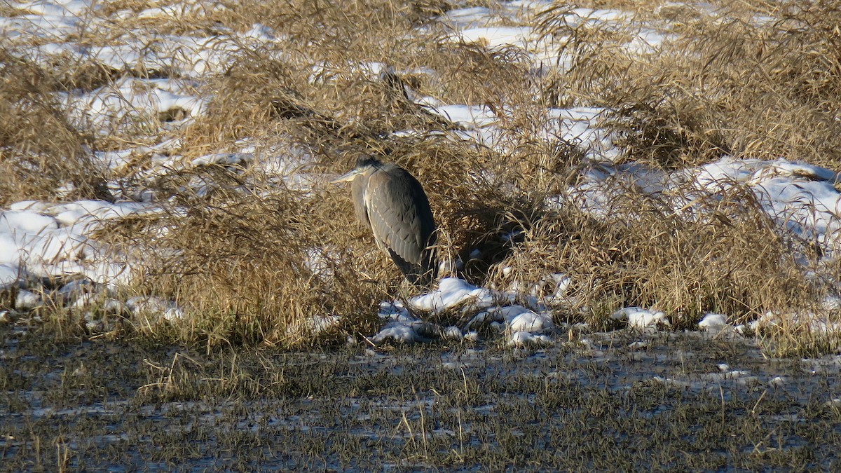 Great Blue Heron - ML647639825