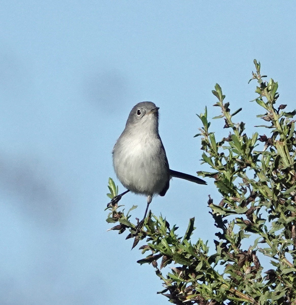 Blue-gray Gnatcatcher - ML647639852