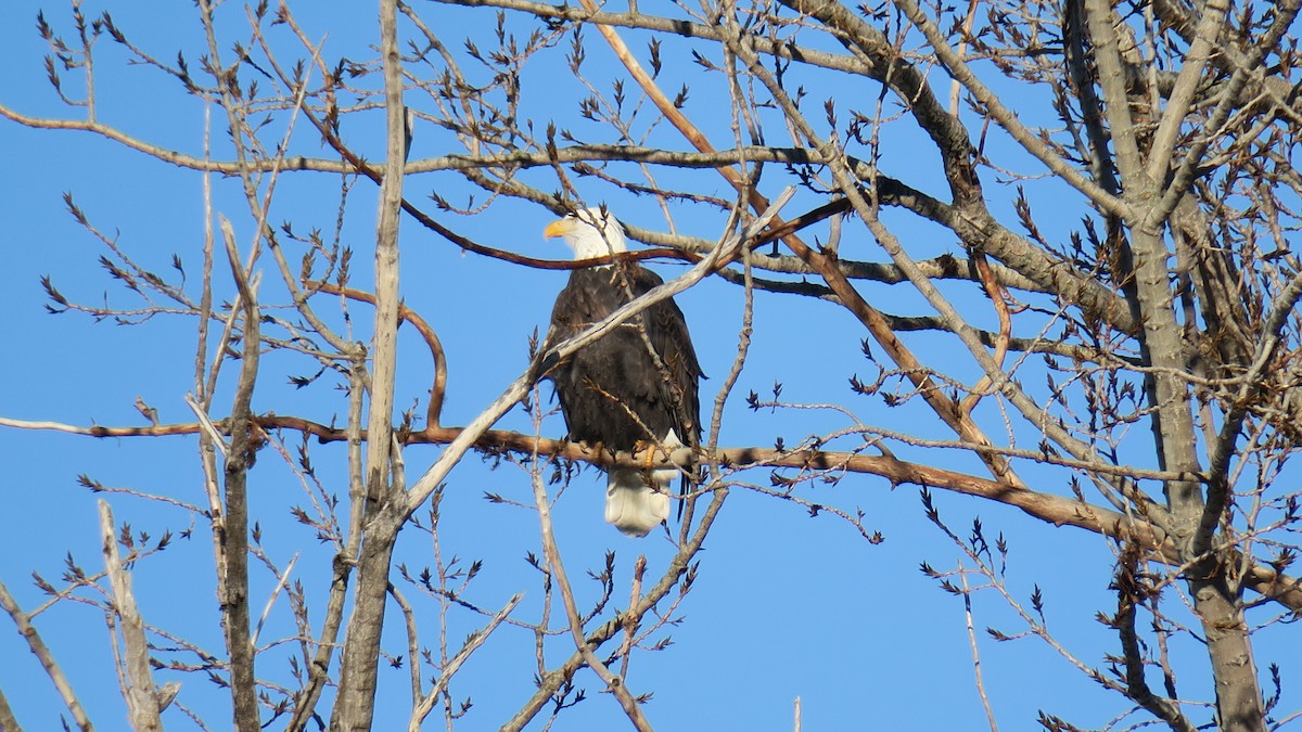 עיטם לבן-ראש - ML647639853