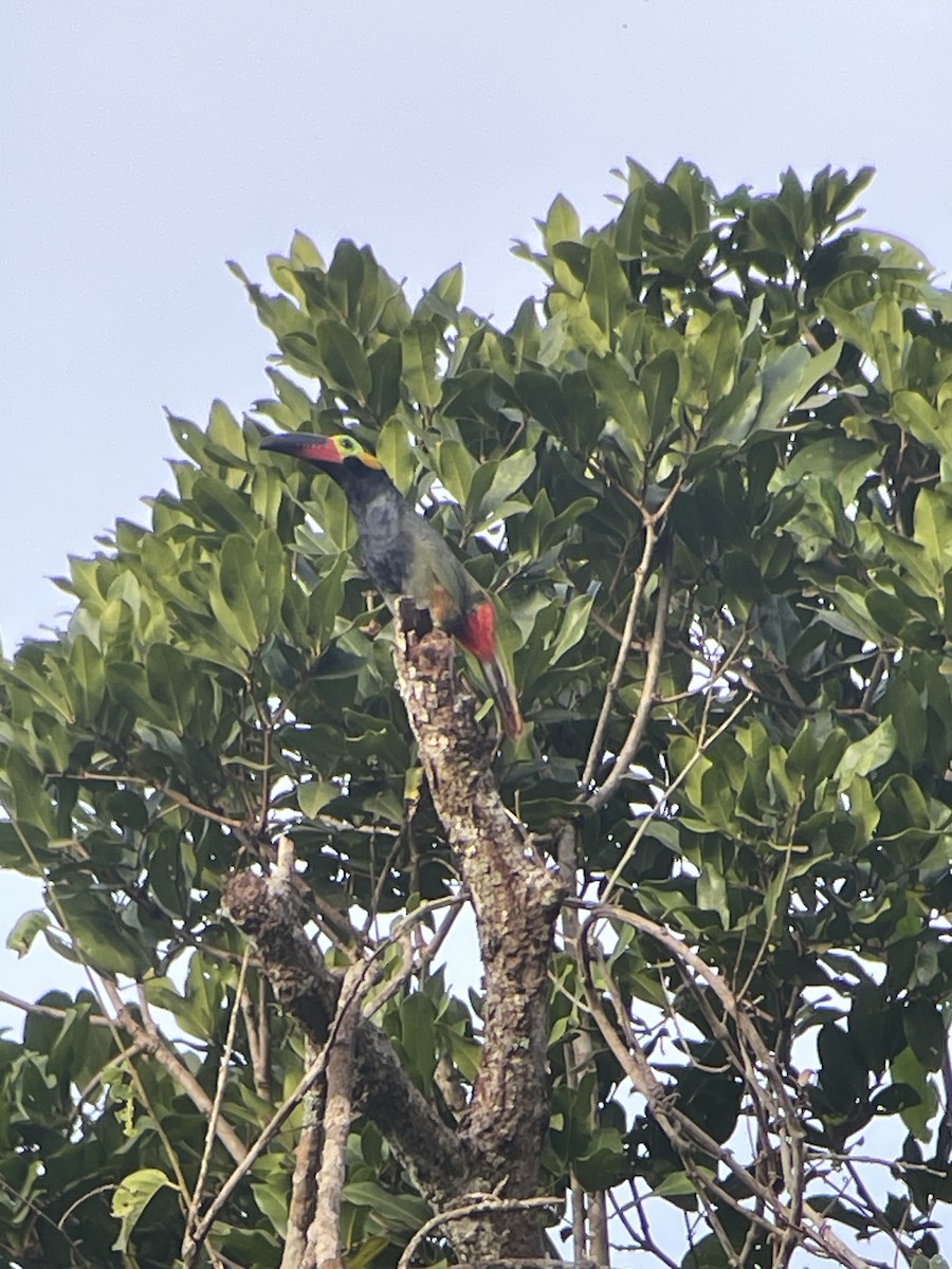 Guianan Toucanet - ML647639855