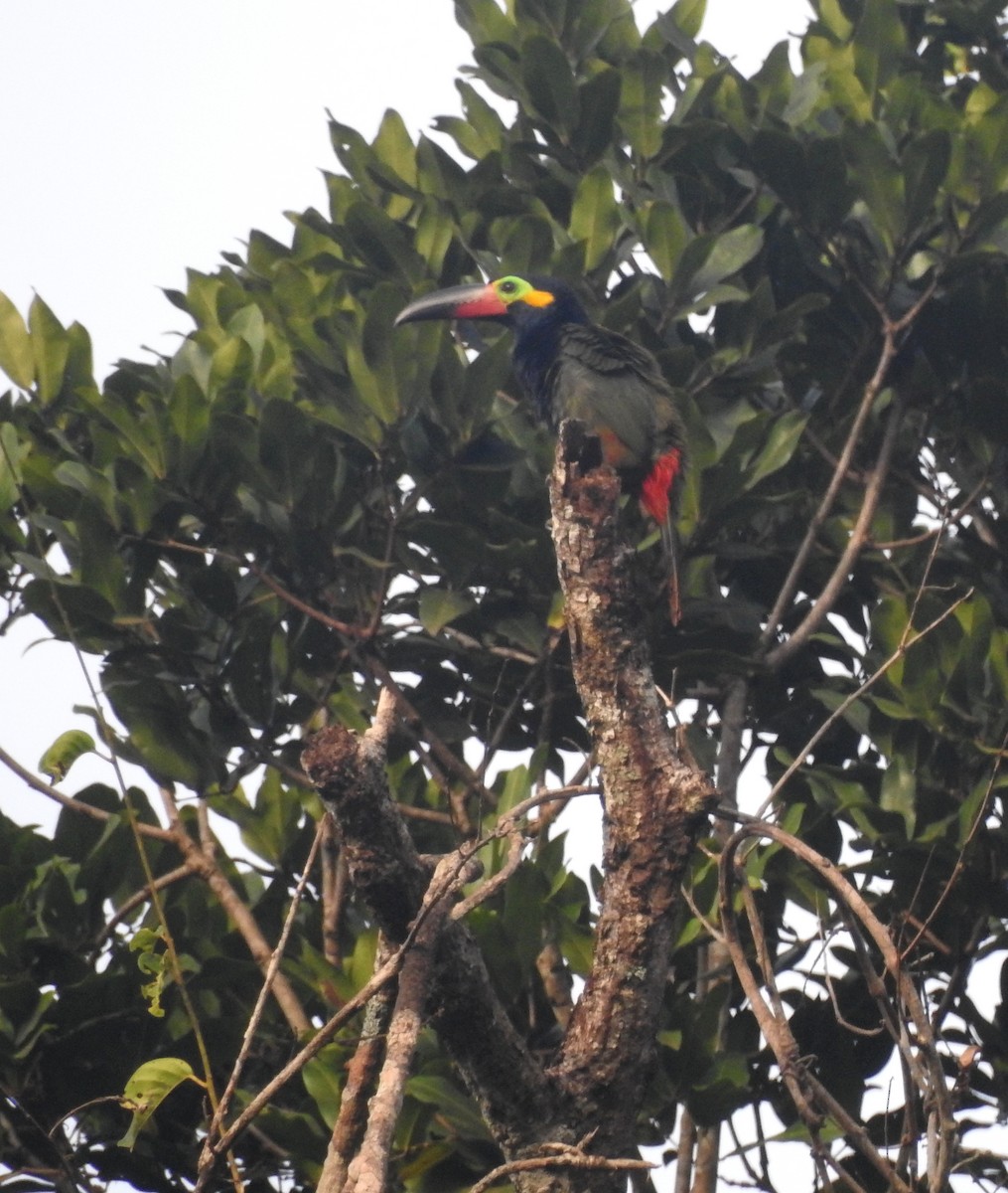 Guianan Toucanet - ML647639865