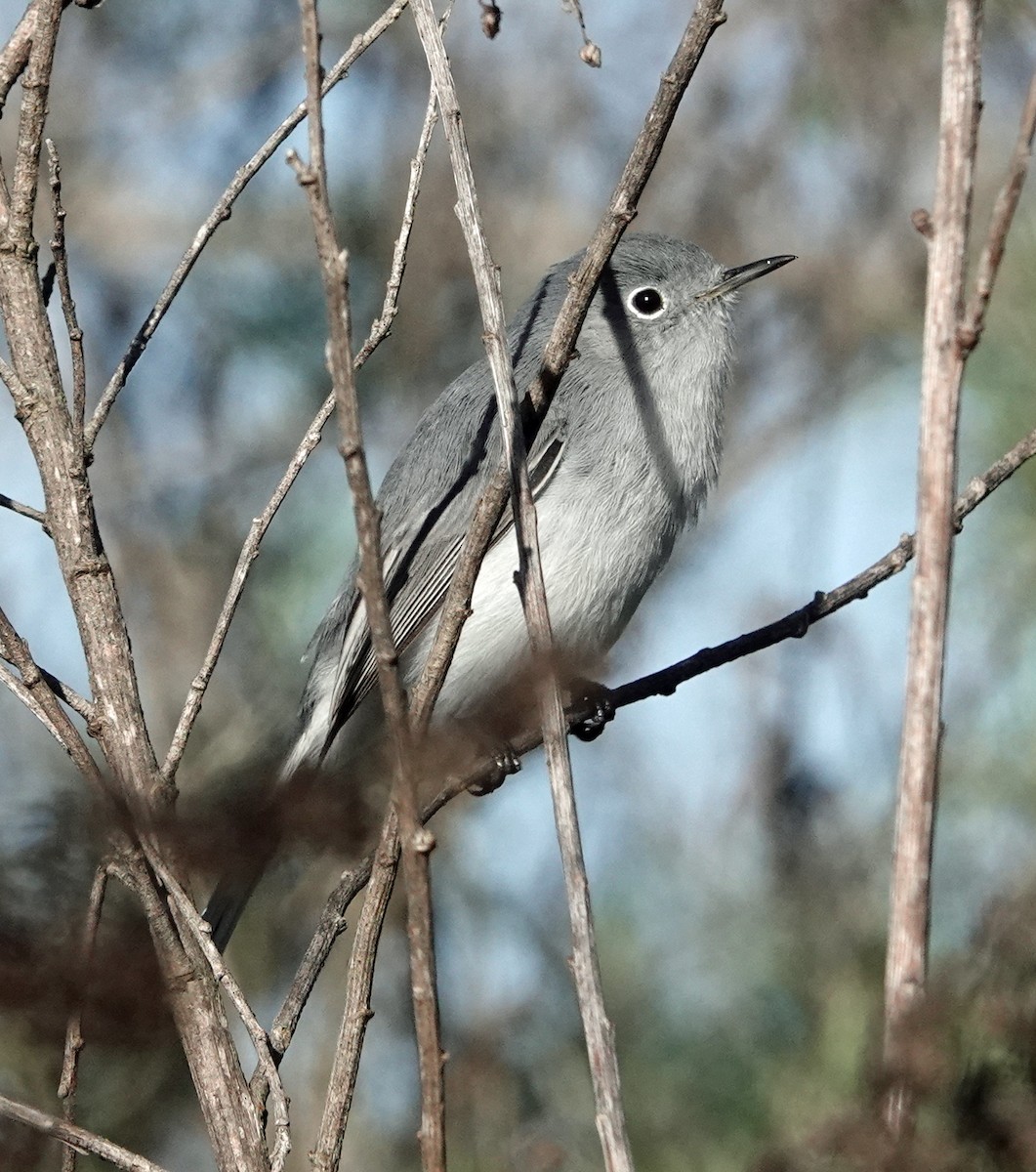 Blue-gray Gnatcatcher - ML647639867