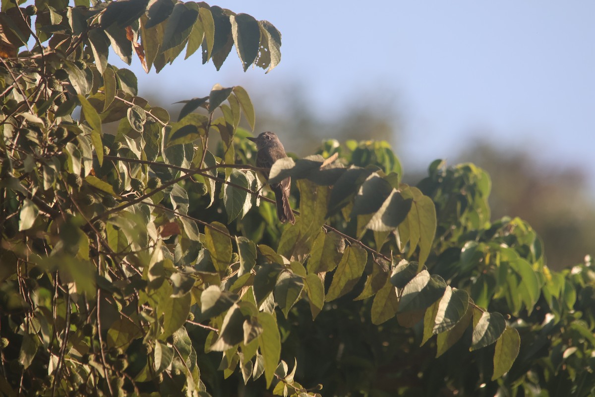 Panama Flycatcher - ML647639886
