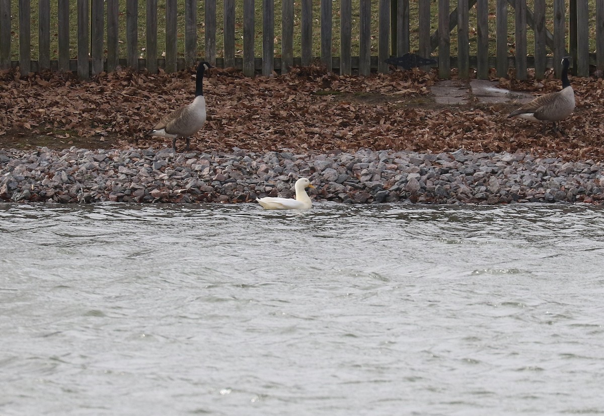 家鵝(馴化) - ML647639909