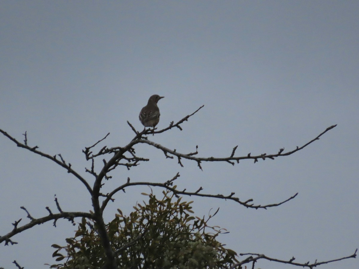 Grive draine - ML647639921