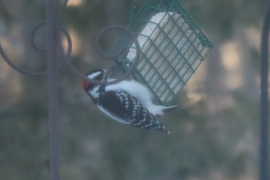 Sert Tüylü Ağaçkakan - ML647639922