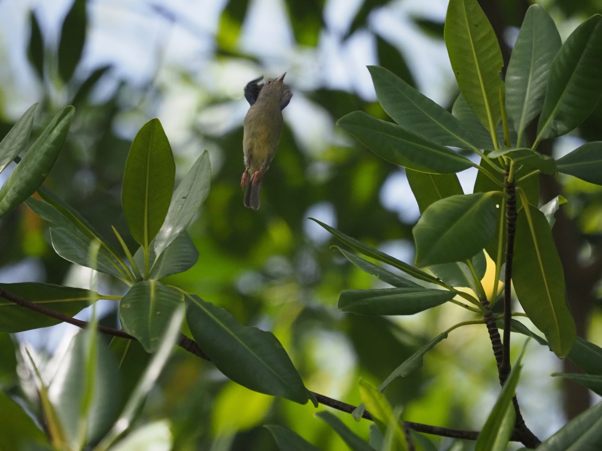 Bicolored Conebill - ML647639974