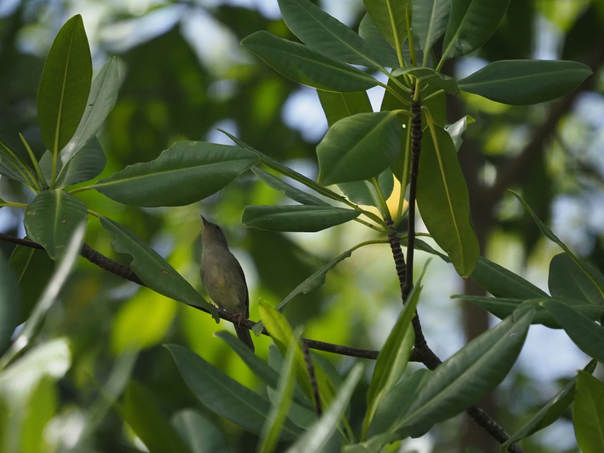 Bicolored Conebill - ML647639975
