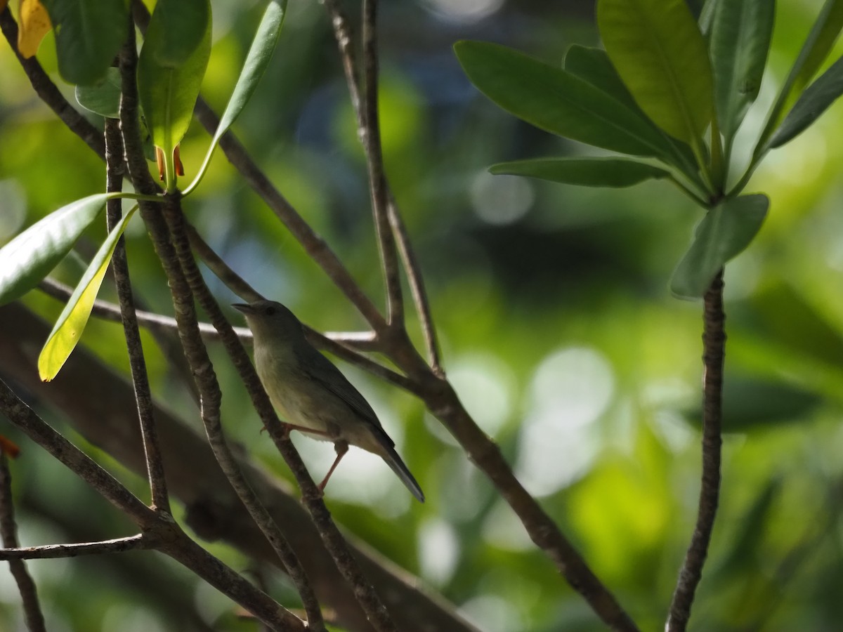 Bicolored Conebill - ML647639976