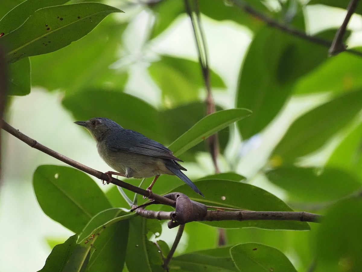 Bicolored Conebill - ML647639977