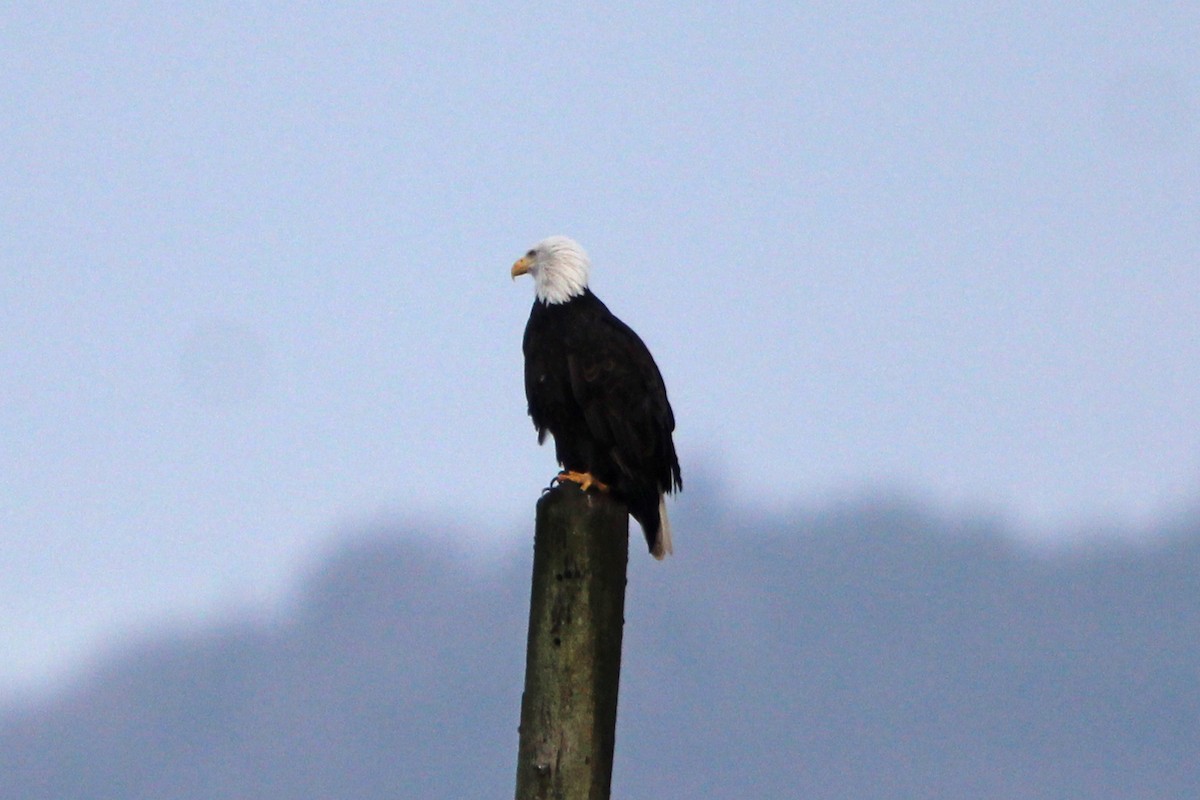 עיטם לבן-ראש - ML647639988