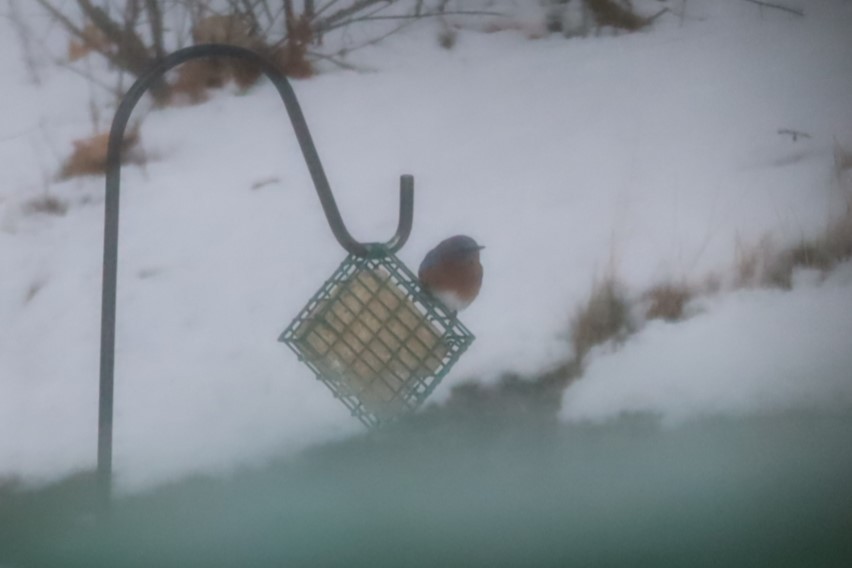 Doğulu Mavi Ardıç - ML647640002