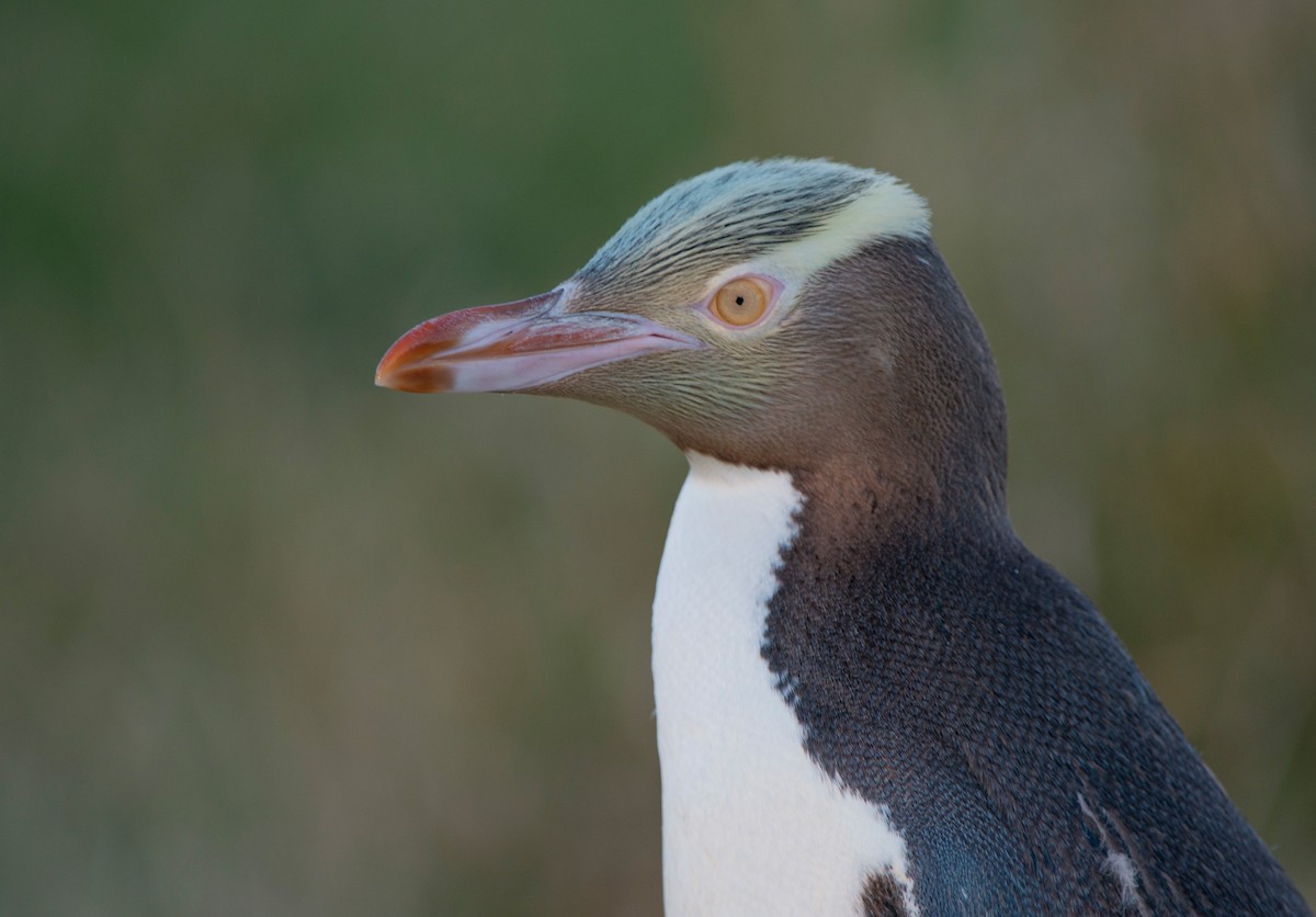 Пінгвін жовтоокий - ML647640009