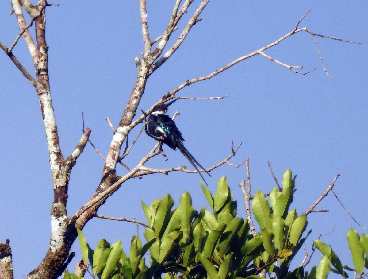 Paradise Jacamar - ML647640027