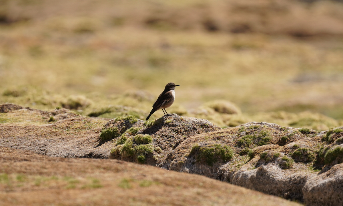 White-winged Cinclodes - ML647640040