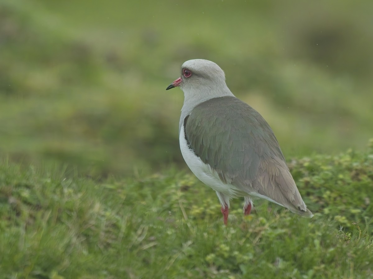 Andean Lapwing - ML647640050