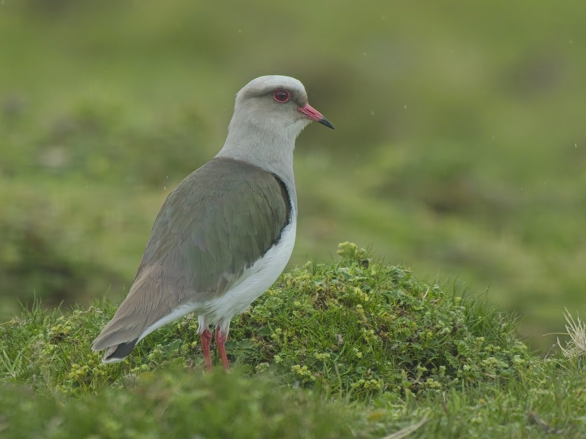 Andean Lapwing - ML647640051