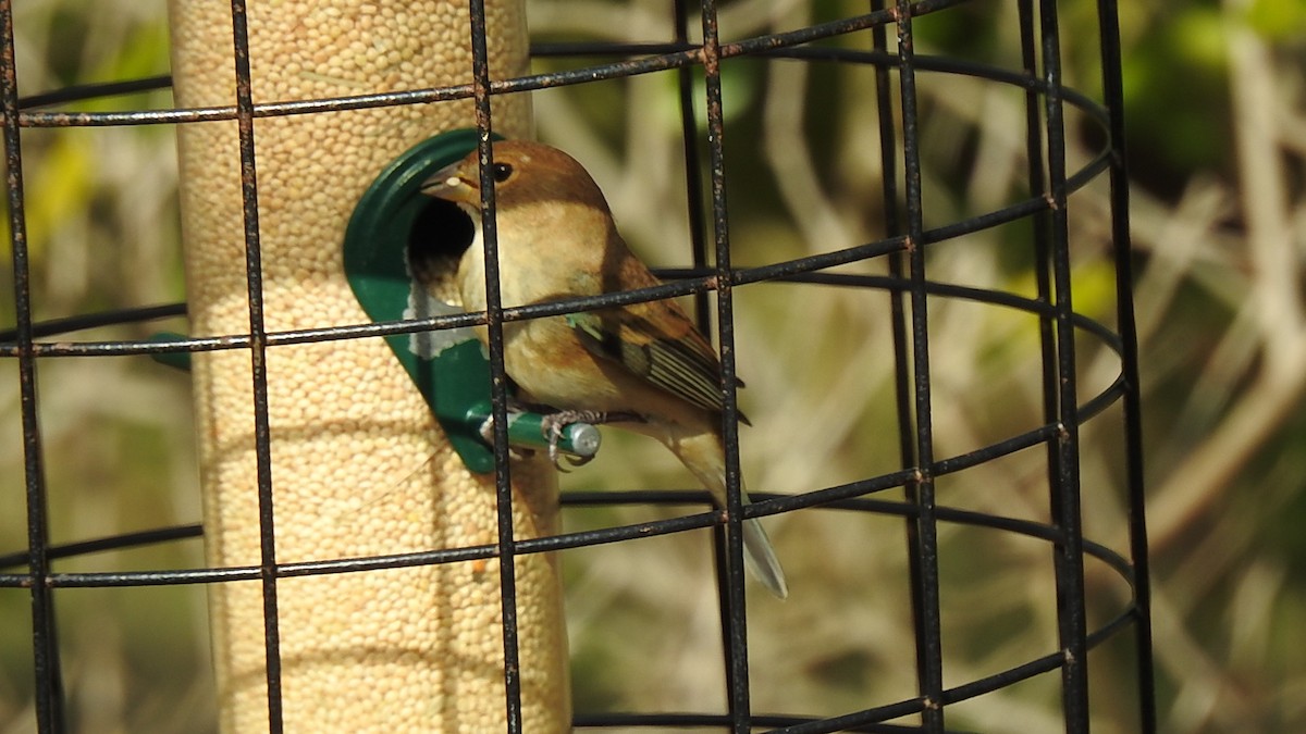 Passerin indigo - ML647640063