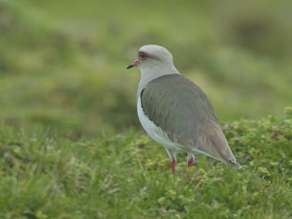 Andean Lapwing - ML647640064