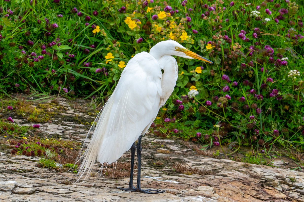 Koartza zuria - ML647640070