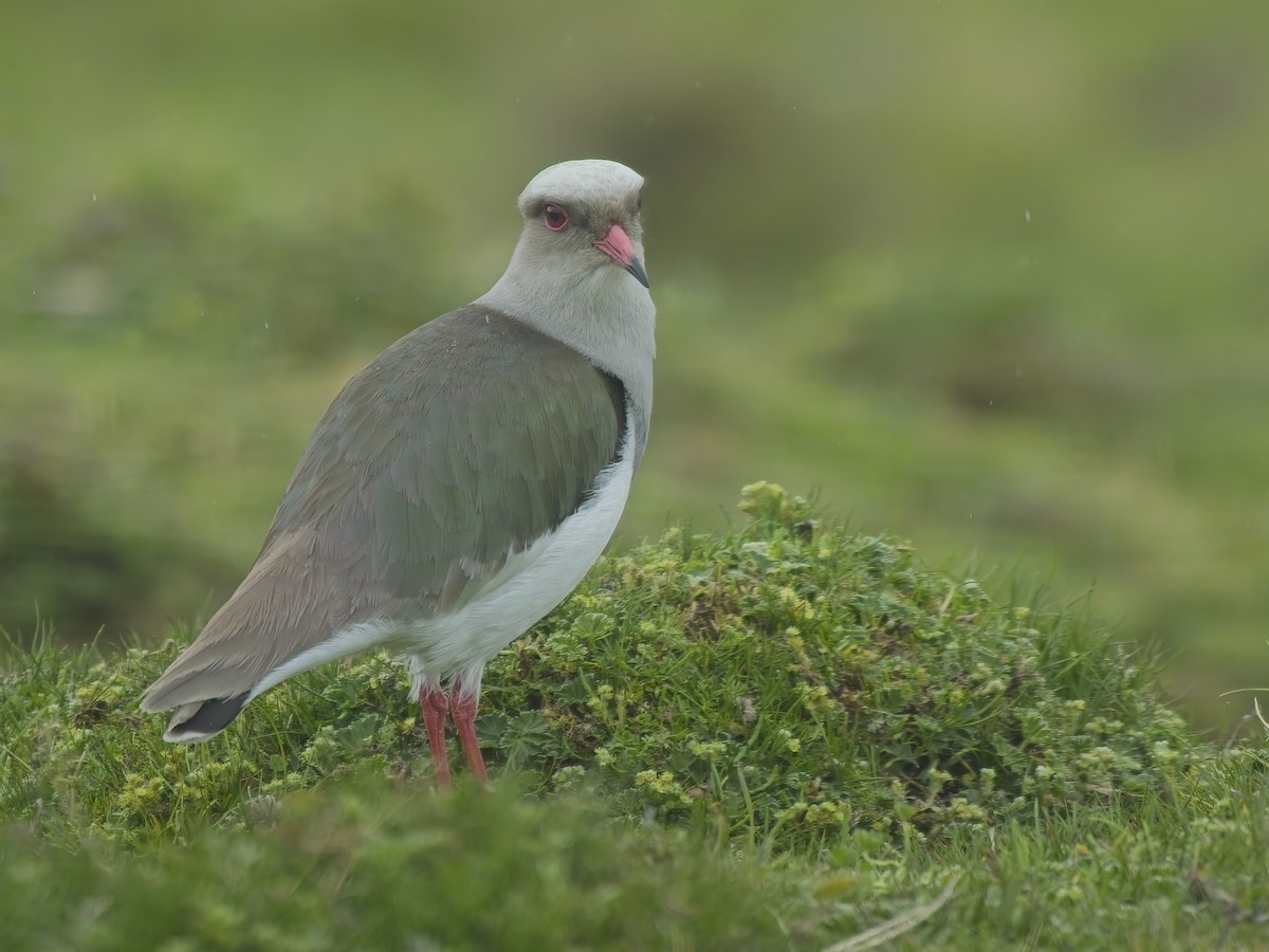 Andean Lapwing - ML647640071