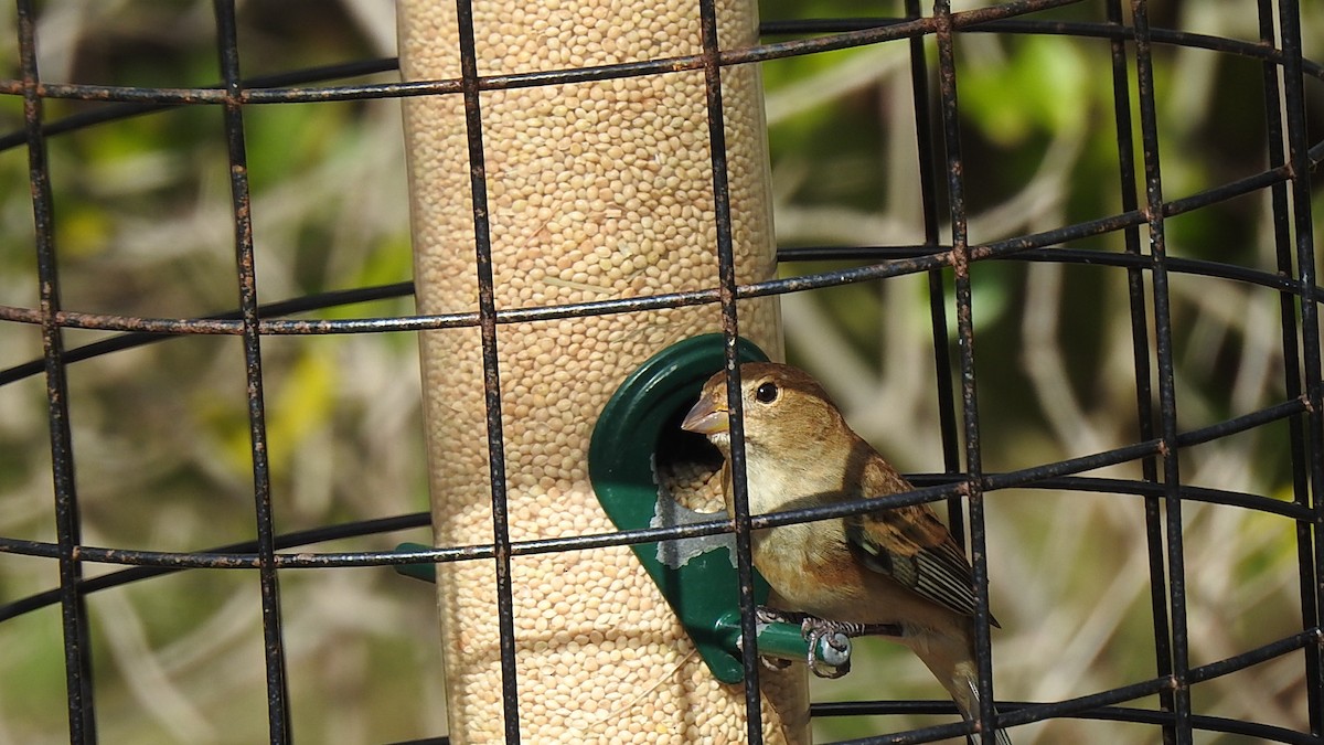 Passerin indigo - ML647640076