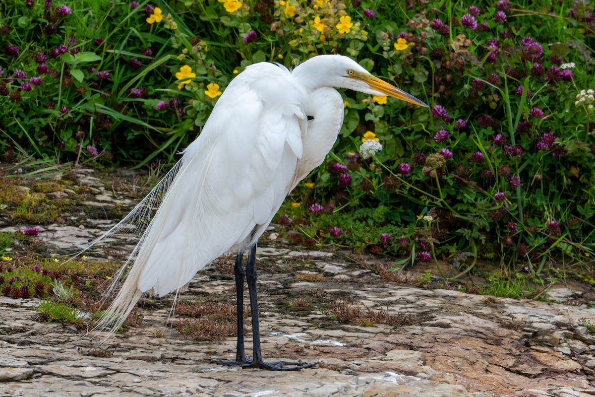 Koartza zuria - ML647640079