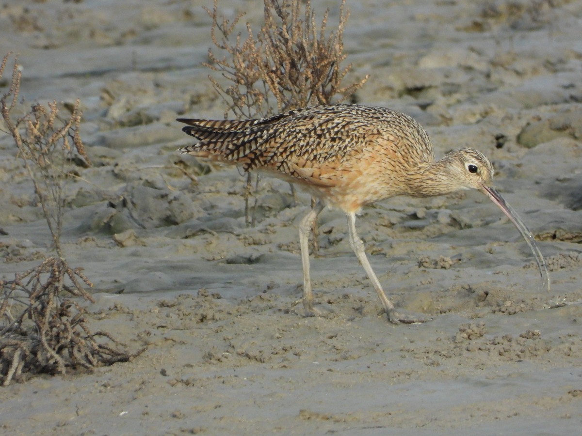 Long-billed Curlew - ML647640084