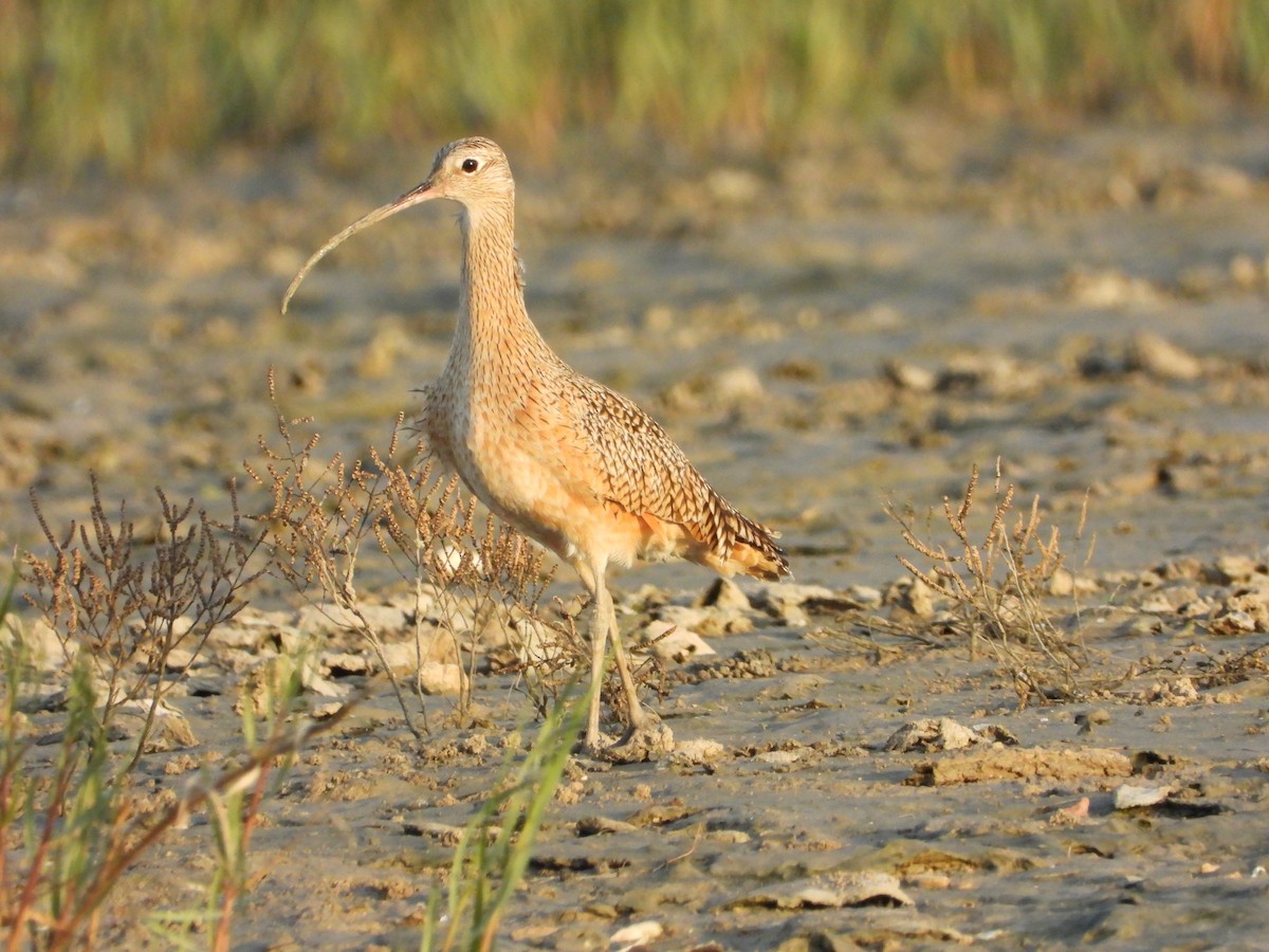 Long-billed Curlew - ML647640085