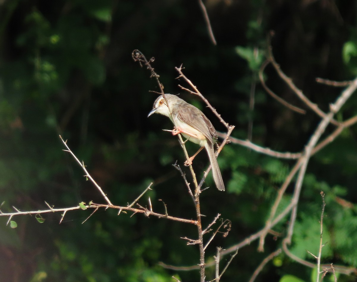 Prinia Sencilla - ML647640094