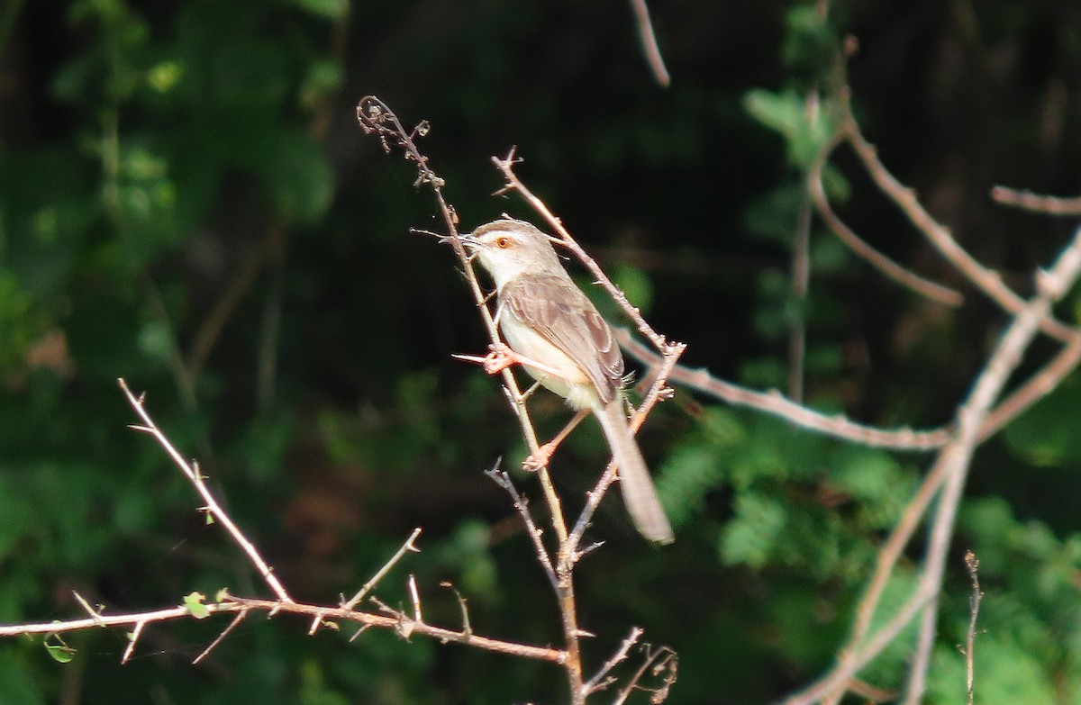 Prinia Sencilla - ML647640095