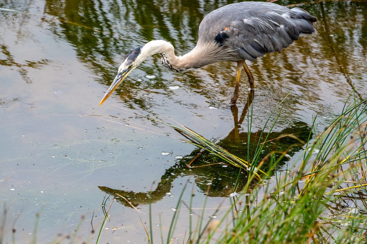 Great Blue Heron - ML647640099