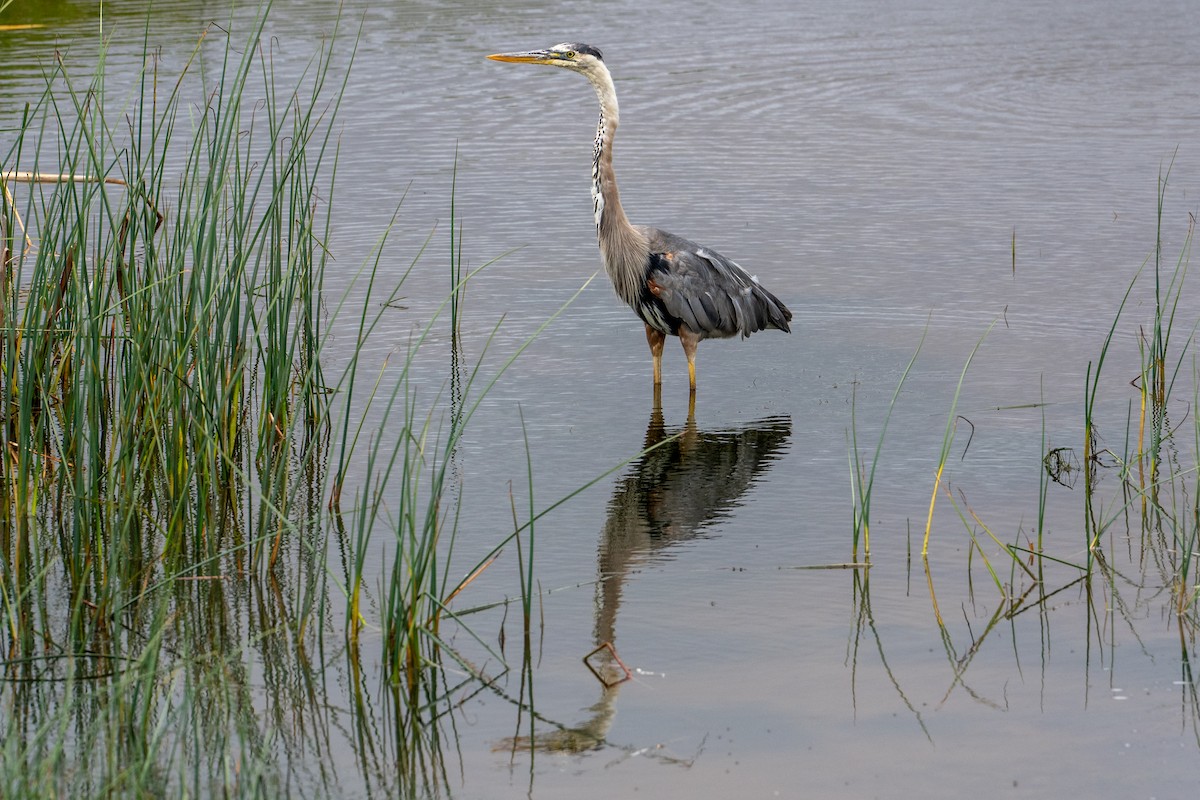 Great Blue Heron - ML647640138
