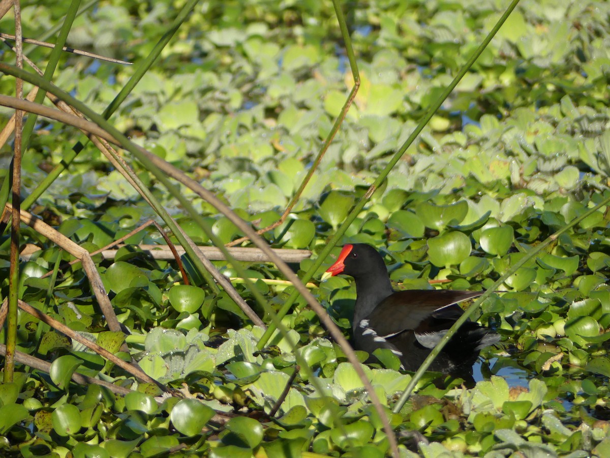 Amerika Sutavuğu [galeata grubu] - ML647640168