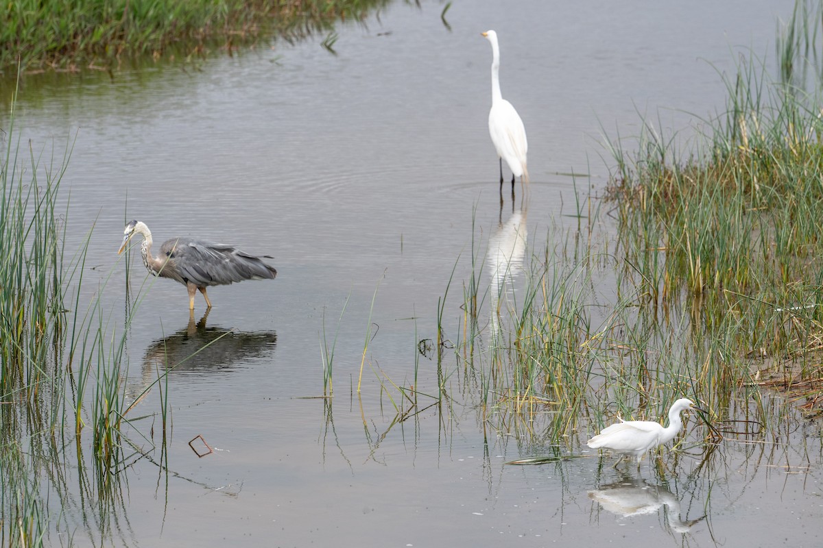 Great Blue Heron - ML647640169