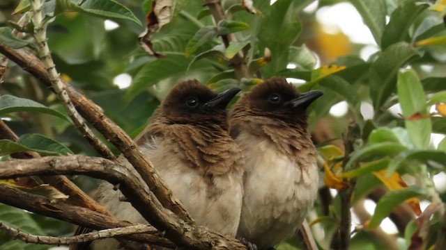 Common Bulbul - ML647640197