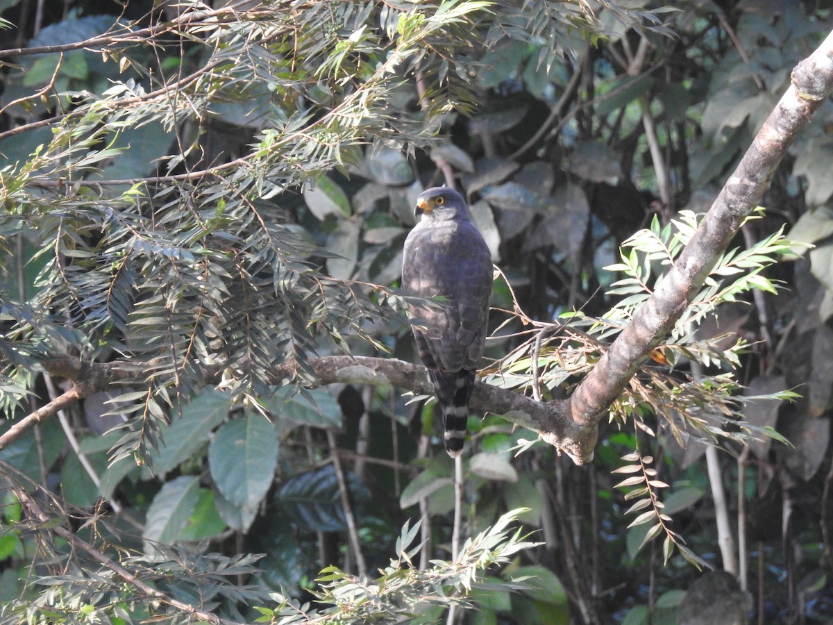 káně krahujová - ML647640198