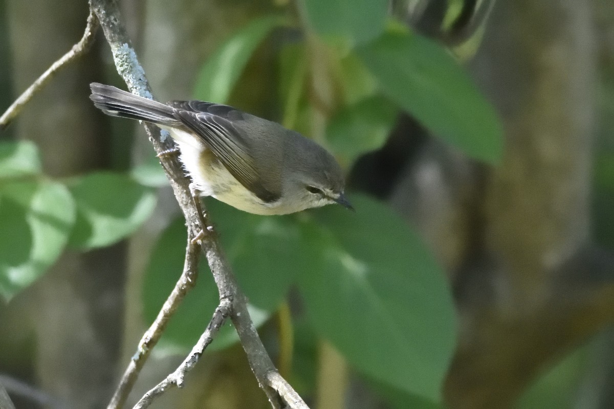 Brown Gerygone - ML647640200