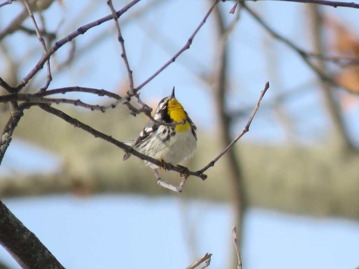 Paruline à gorge jaune - ML647640218