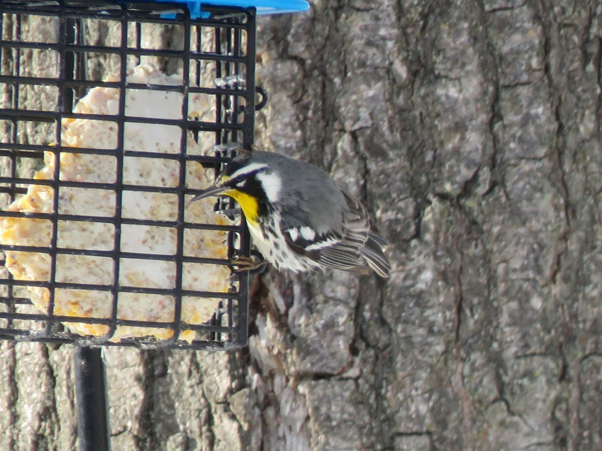 Paruline à gorge jaune - ML647640236