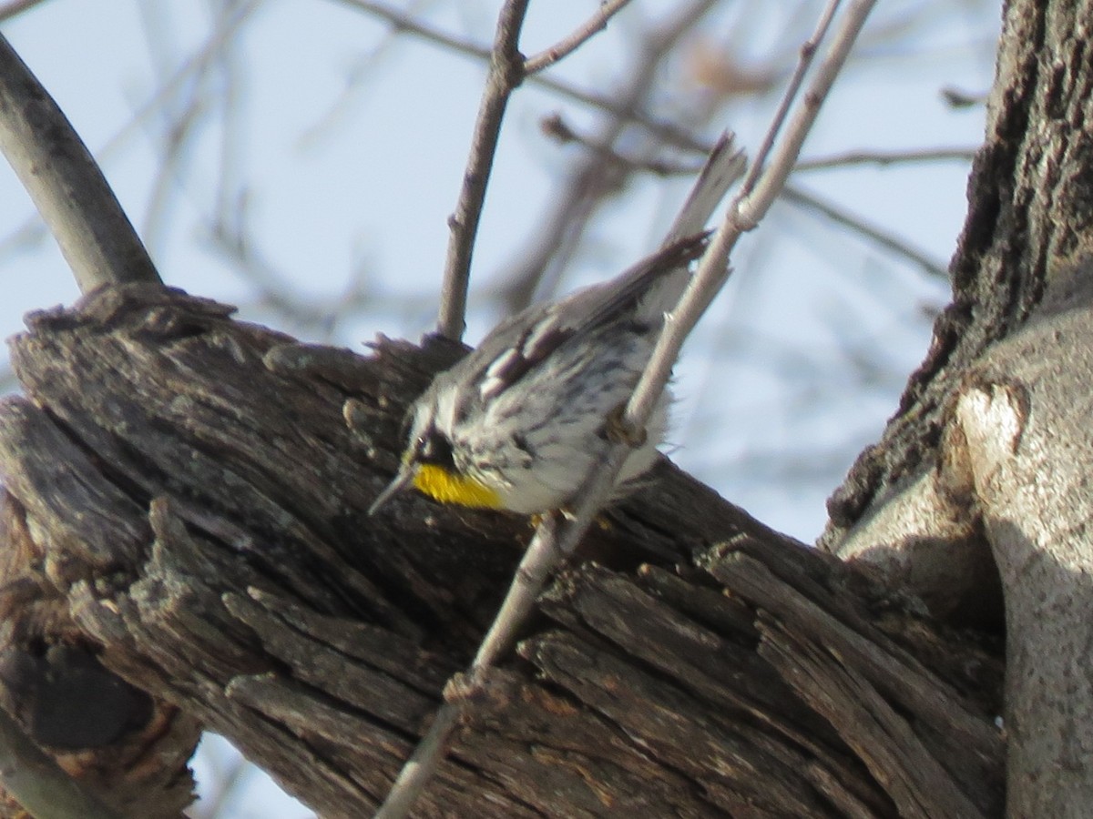Paruline à gorge jaune - ML647640244
