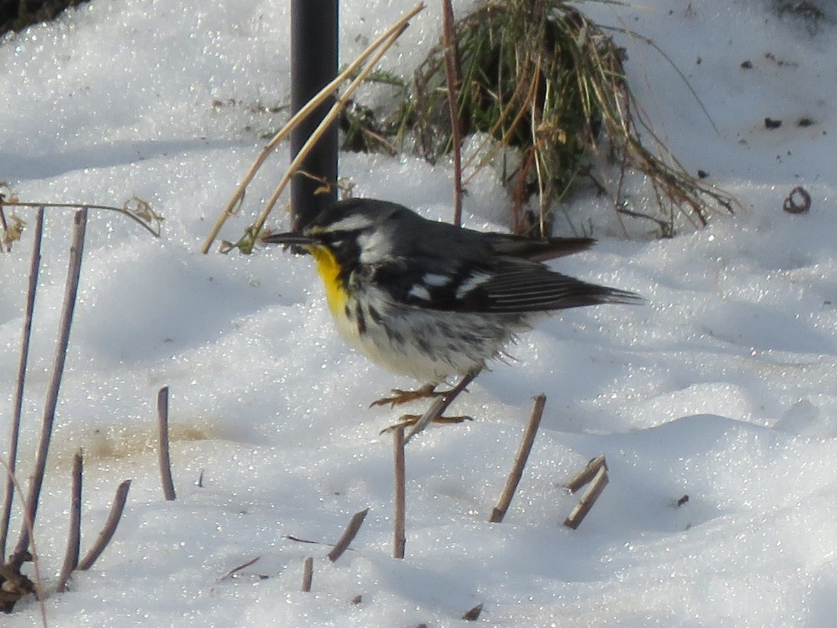 Paruline à gorge jaune - ML647640267