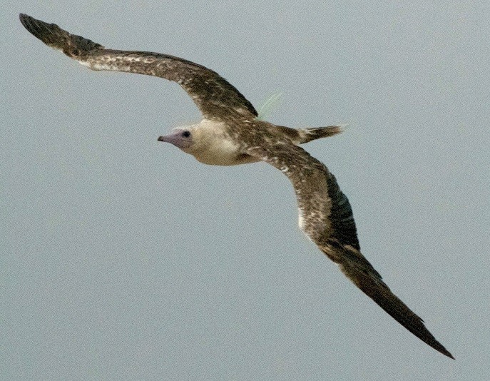 סולה אדומת-רגל - ML647640269