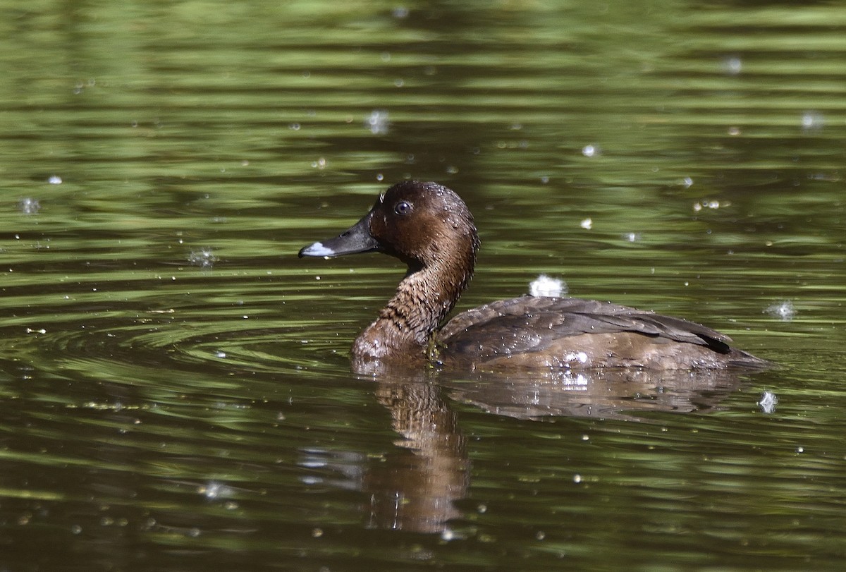 Hardhead - ML647640307