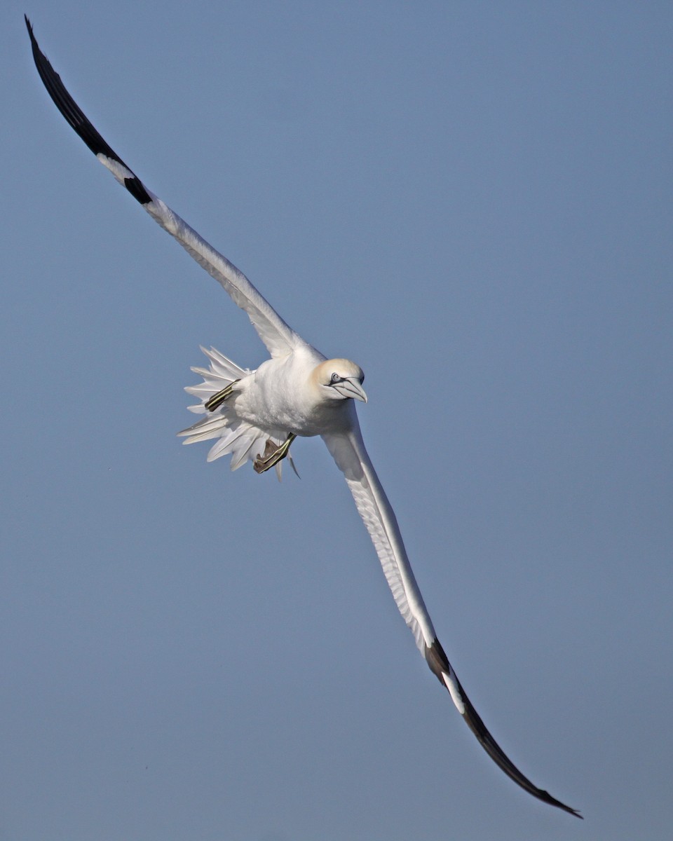 סולה מצויה - ML647640340