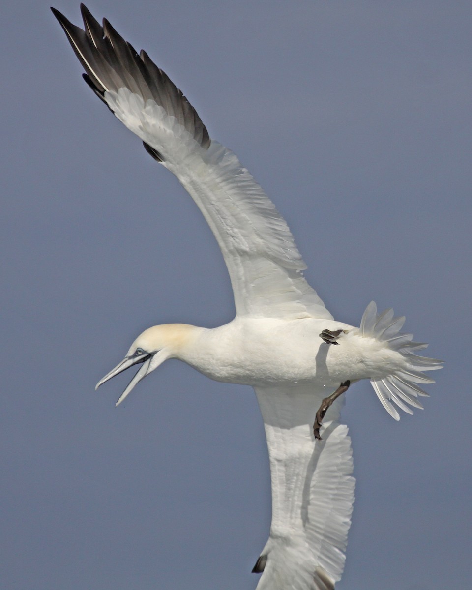 סולה מצויה - ML647640341