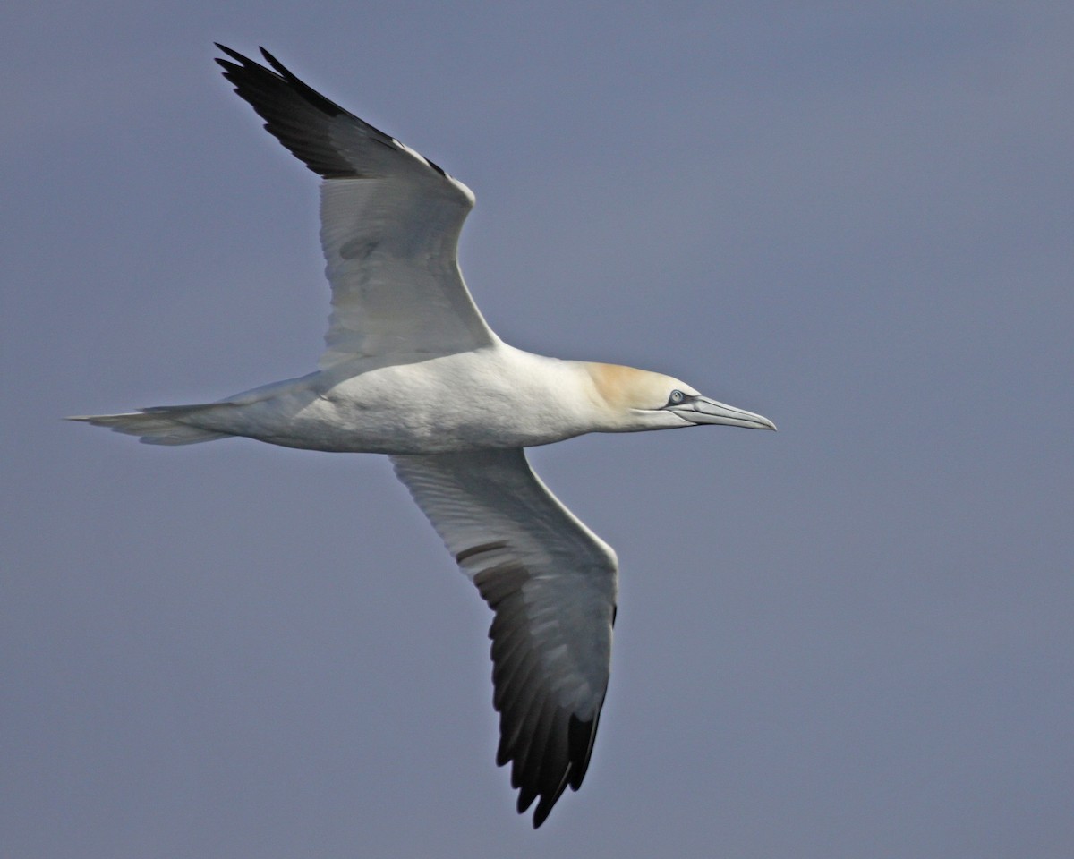 סולה מצויה - ML647640342