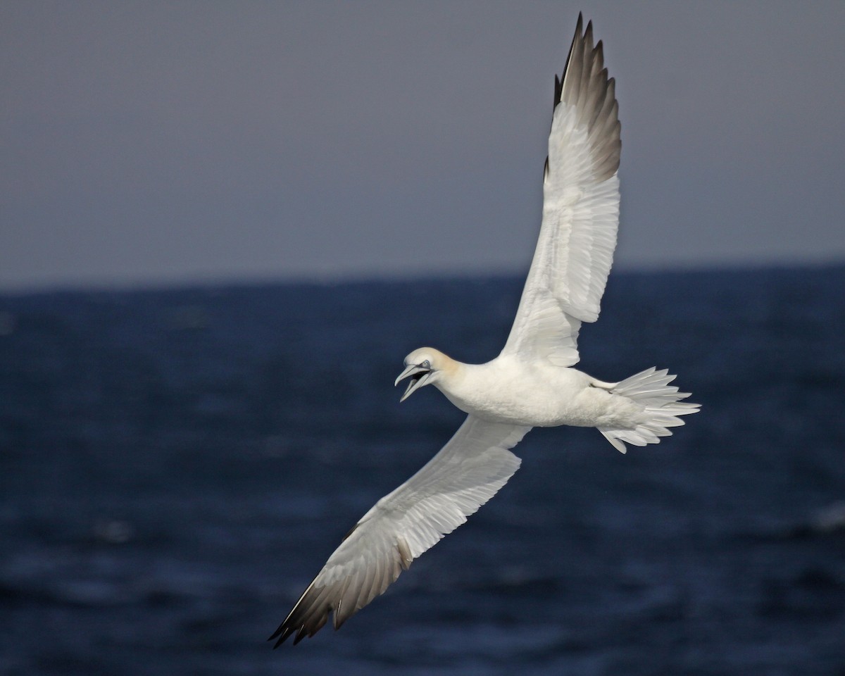 סולה מצויה - ML647640343