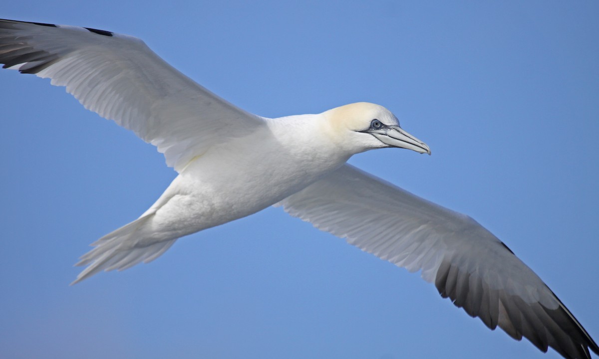 סולה מצויה - ML647640346