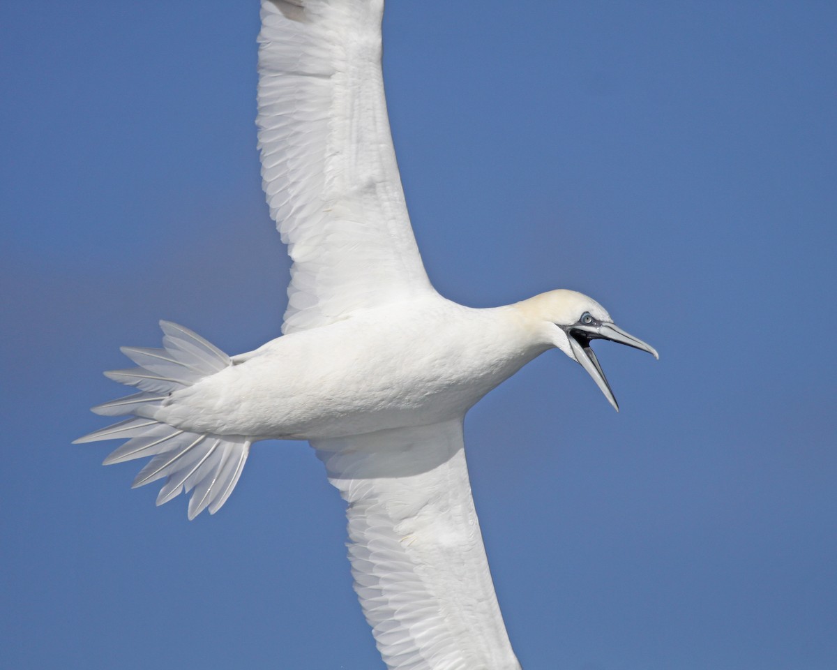 סולה מצויה - ML647640347